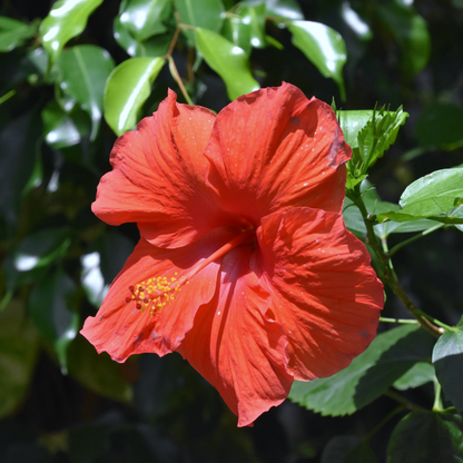 Herbo. ✿ Hibiscus BIO